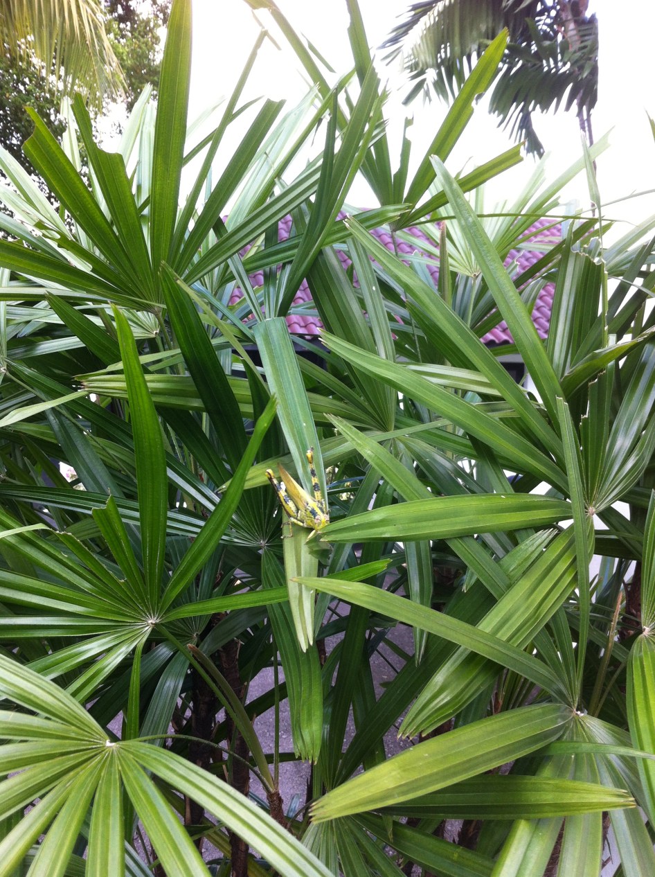 People versus Process